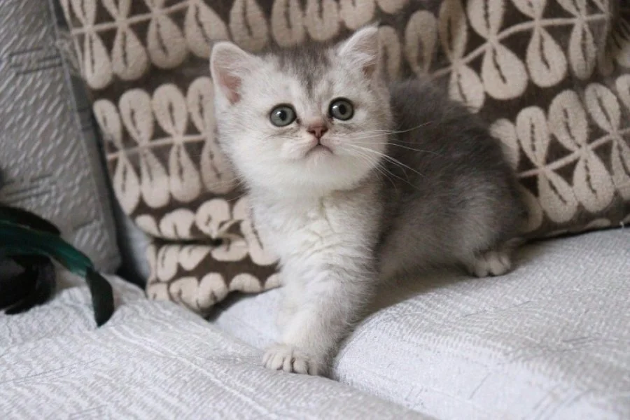 Muhtesem British Shorthair ve Longhair Bebeklerim 6