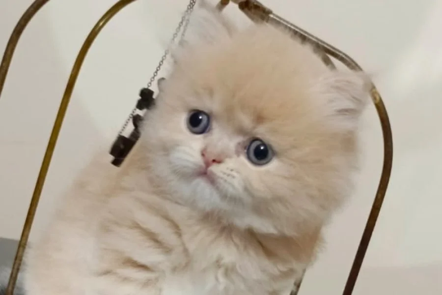 Muhtesem British Shorthair ve Longhair Bebeklerim 7