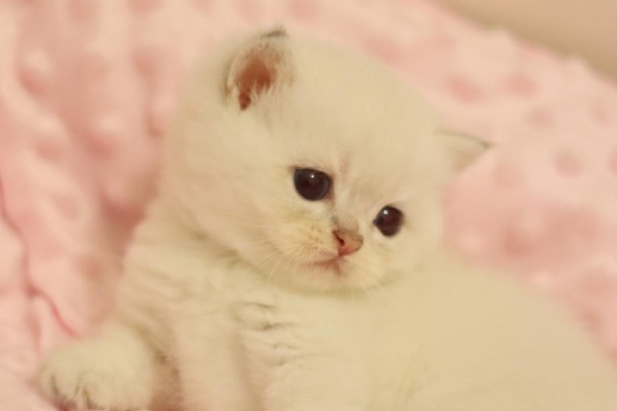 Muhtesem British Shorthair ve Longhair Bebeklerim 4