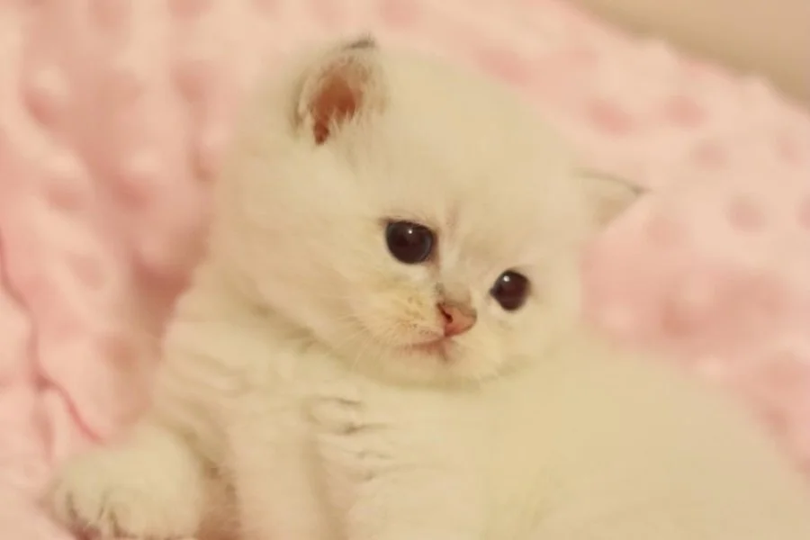 Muhtesem British Shorthair ve Longhair Bebeklerim 4