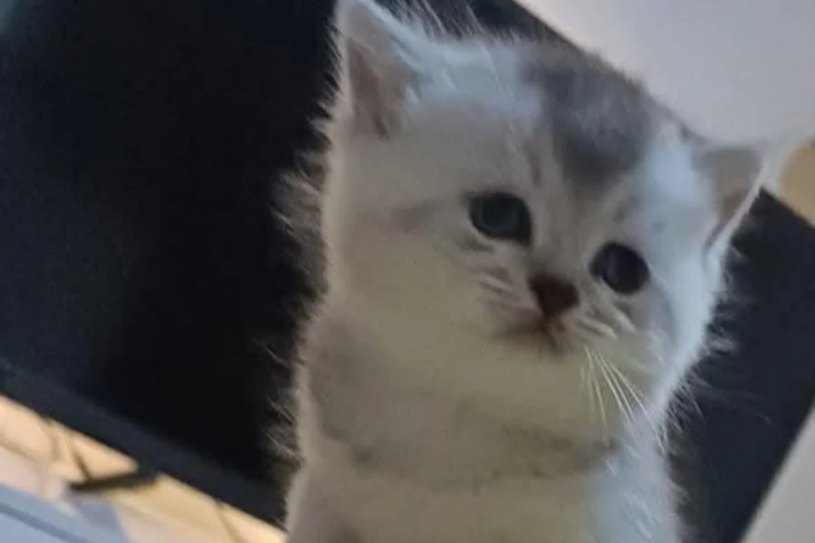 Muhtesem British Shorthair ve Longhair Bebeklerim 3