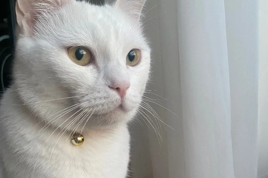 Kar Beyazı “Zeytin’e” yuva arıyoruz 3