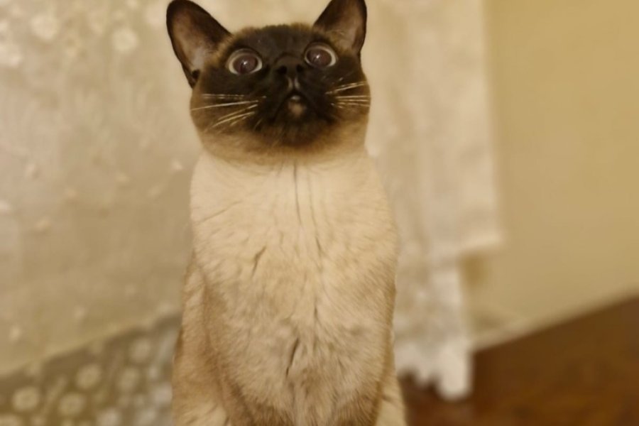 Siyam kedi sahiplendirme 1