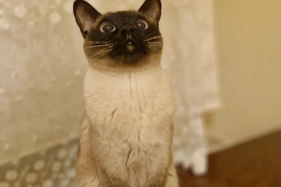 Siyam kedi sahiplendirme 1