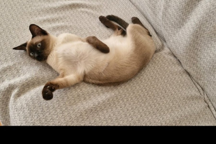 Siyam kedi sahiplendirme 2