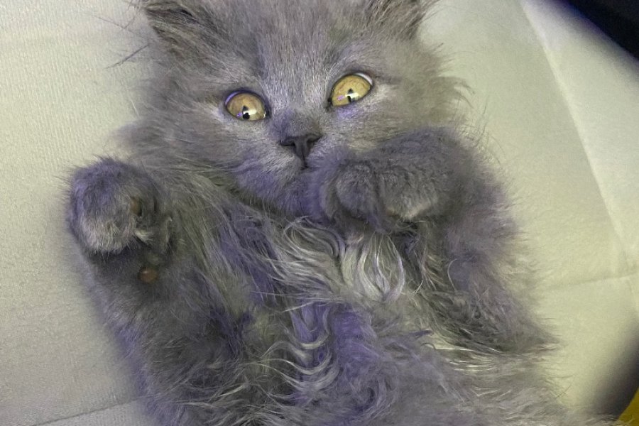 British Longhair Yavrumuz 3