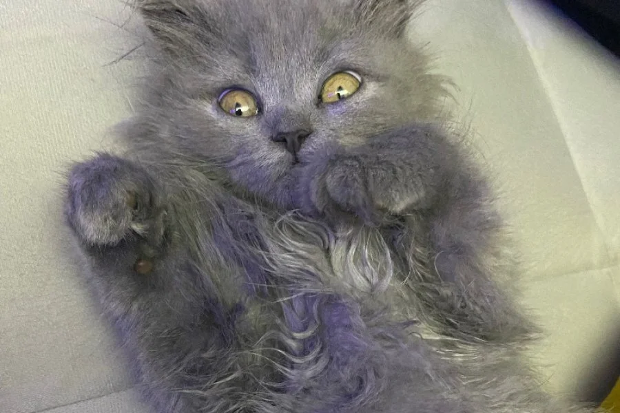 British Longhair Yavrumuz 3