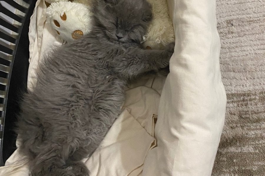 British Longhair Yavrumuz 2