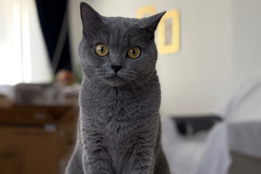 Sevimli British Shorthair Yavrumuz 1