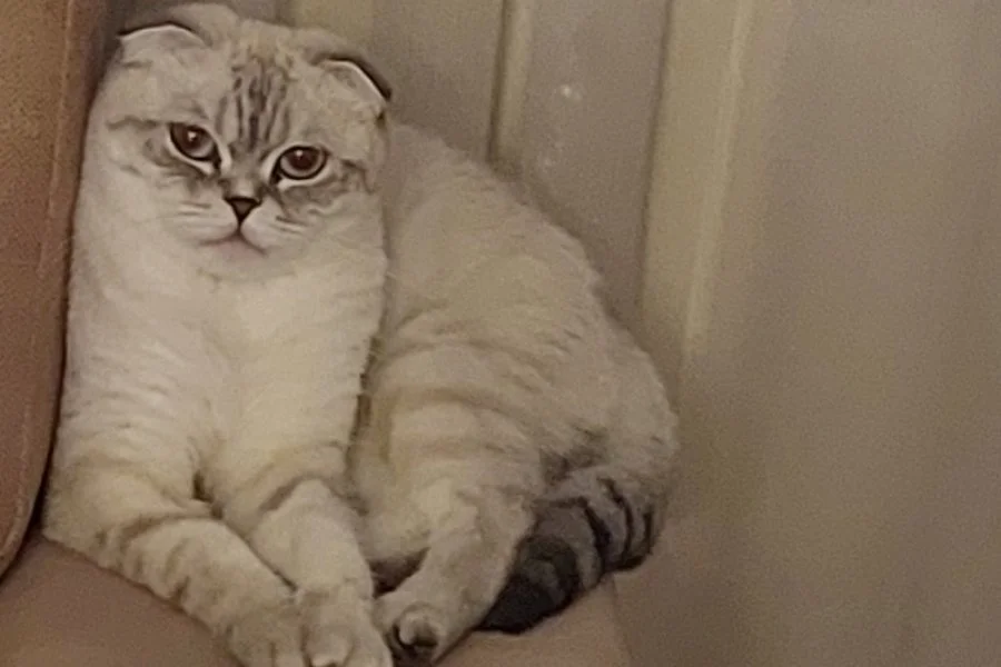 Kedi sahiplendirme 1