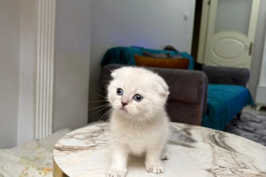 BU GÜZELLİK ŞAKAMI..BAL SURAT BEBEĞİM TESLİME HAZIR 1