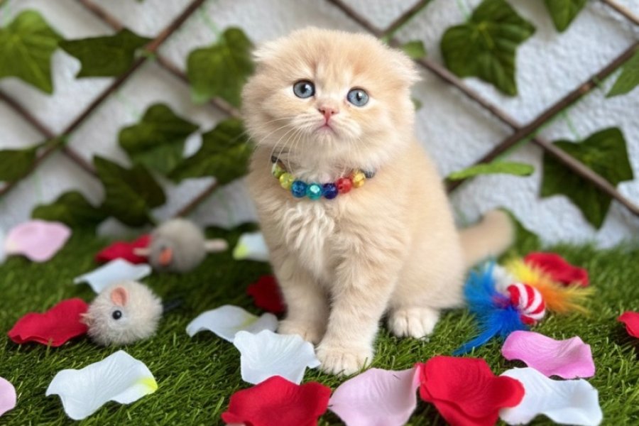 SİZ HİÇ BİR KEDİYE AŞIK OLDUNUZMU ERKEK BEBEĞİM 2
