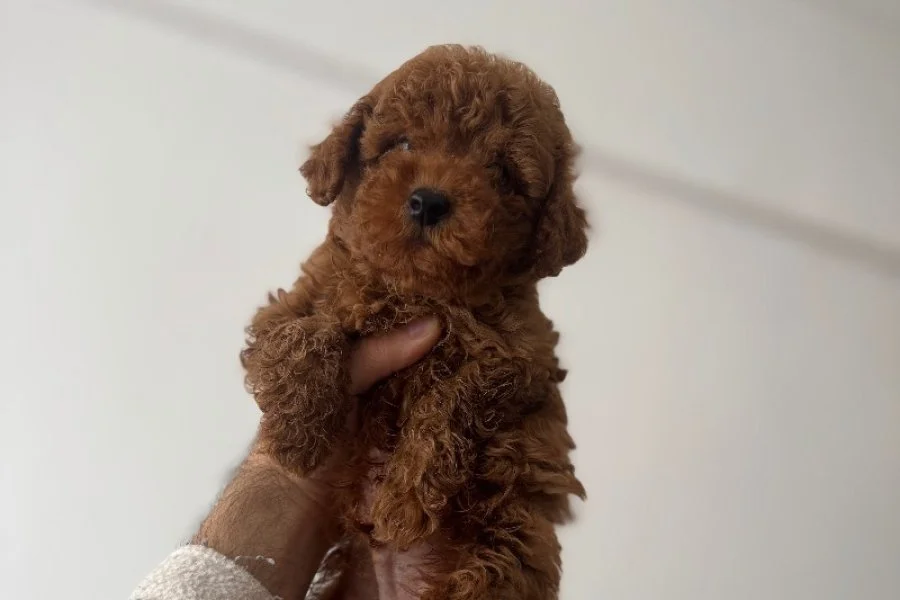 Kore babadan toy poodle bebeklerim 2