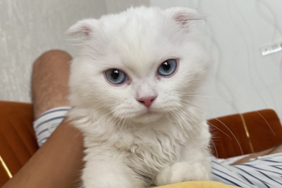 Safkan Scottish Fold Longhair Minnoşumuz 1