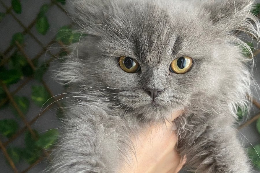 British Longhair Yavrumuz 1
