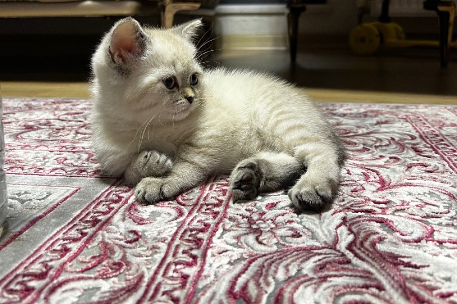 YAVRU KEDİMİZİ SAHİPLENDİRECEĞİZ 1