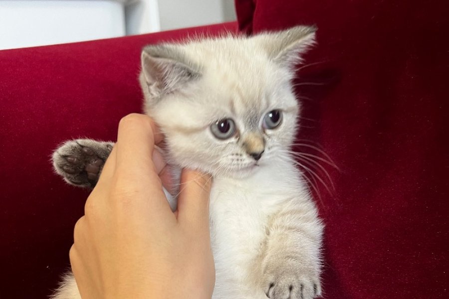 YAVRU KEDİMİZİ SAHİPLENDİRECEĞİZ 2