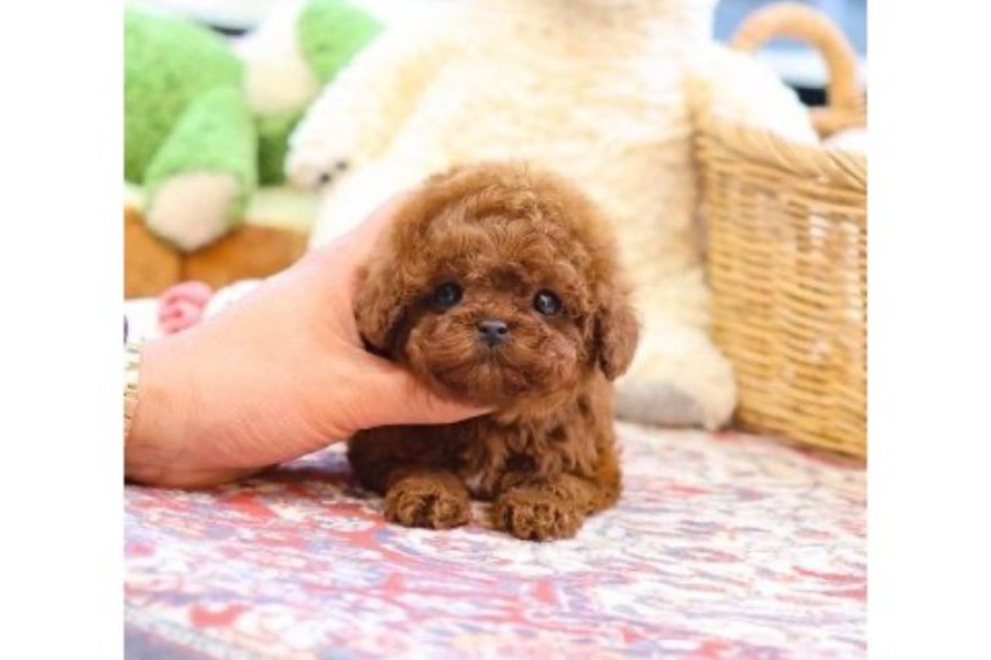Toy Poodle yavru yavru yumurcaklar 3