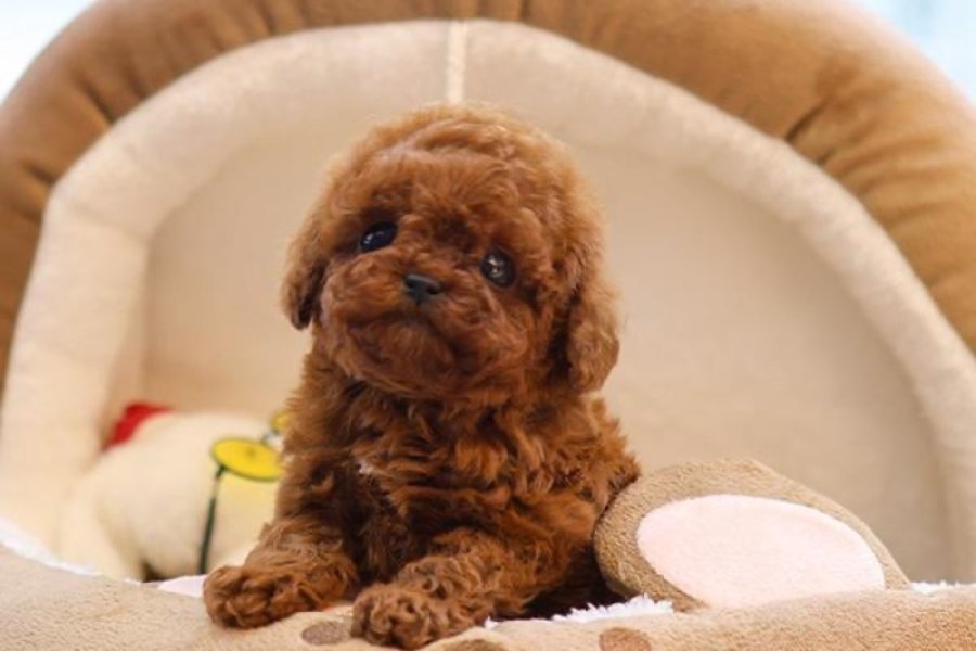 Toy Poodle yavru yavru yumurcaklar 2