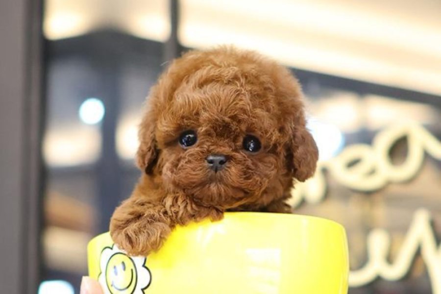 Toy Poodle yavru yavru yumurcaklar 1