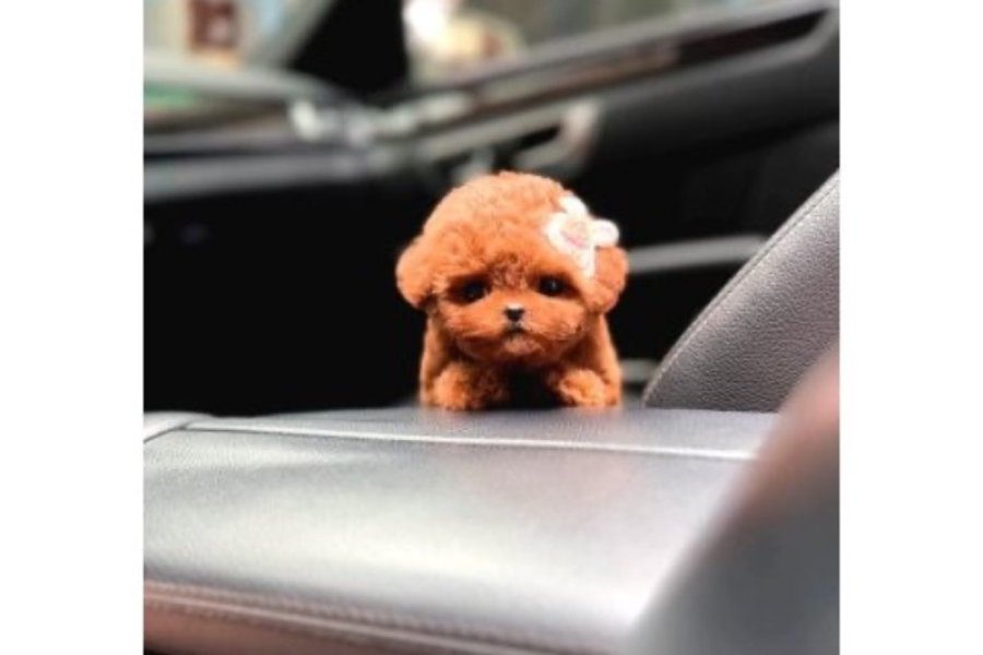 Sevimli Kore kani toy poodle bebeklerimiz 3