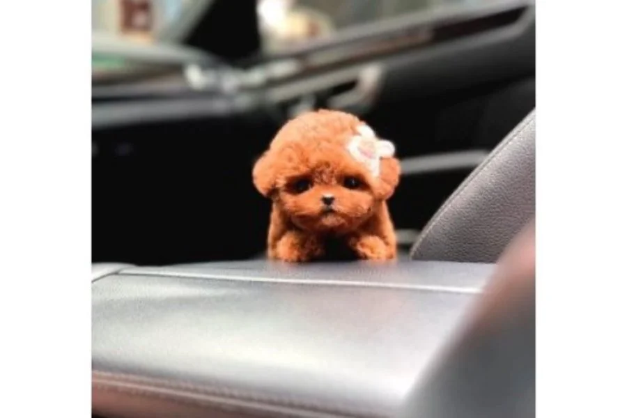 Sevimli Kore kani toy poodle bebeklerimiz 3