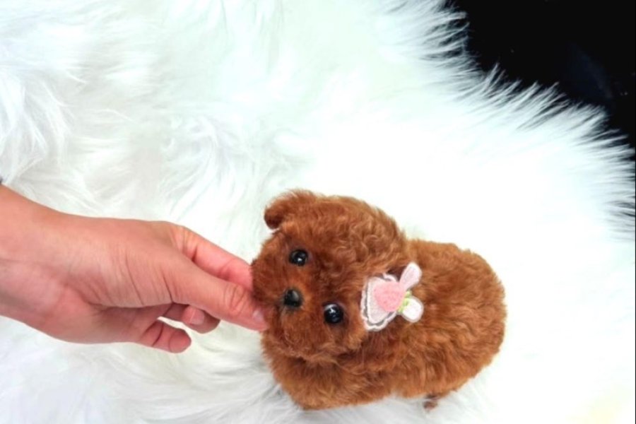 Sevimli Kore kani toy poodle bebeklerimiz 2