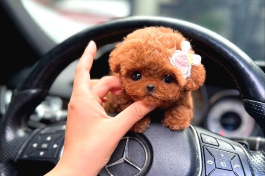 Sevimli Kore kani toy poodle bebeklerimiz 1