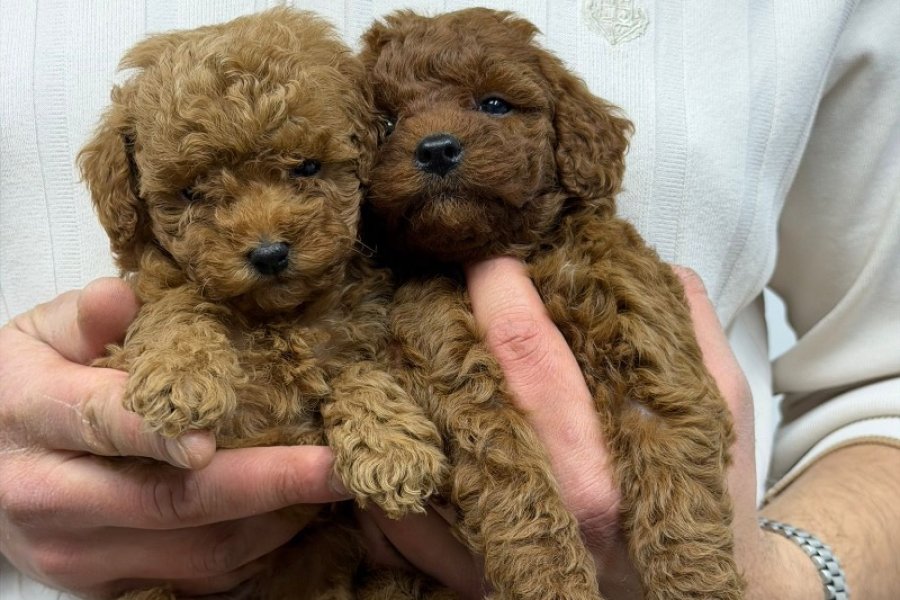 KORE MALTİPOO 3