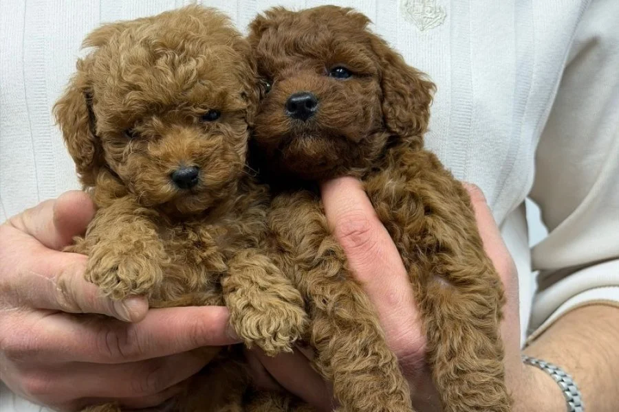 KORE MALTİPOO 3