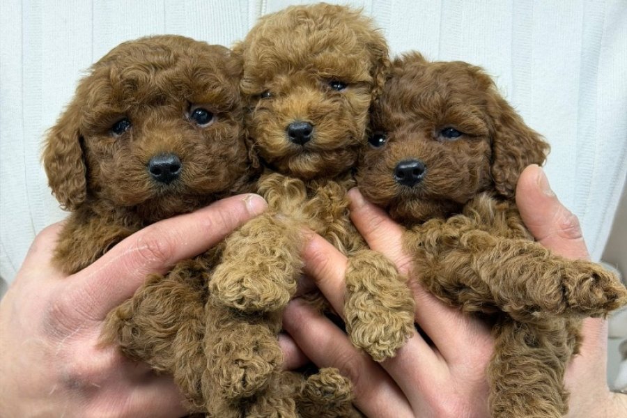 KORE MALTİPOO 2