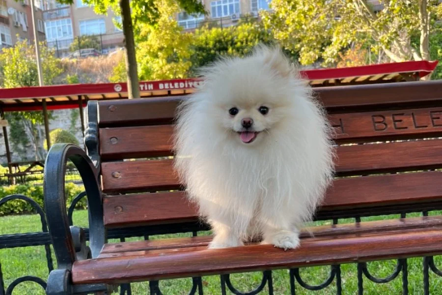 Teacup Kore Pomeranian Boo Fendi, Gelin Adaylarını Arıyor!! 1