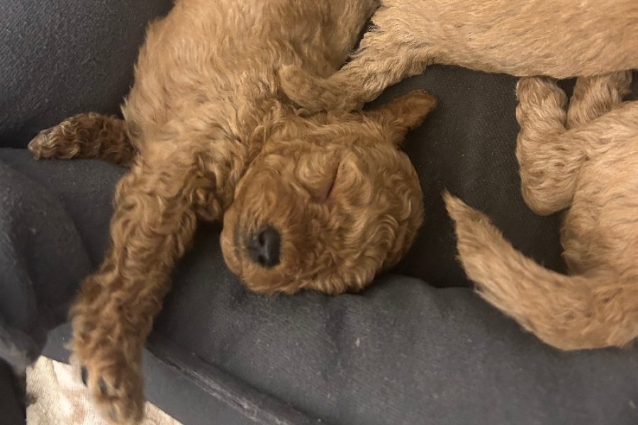 Safkan Red&Brown toy poodle yavruları 1