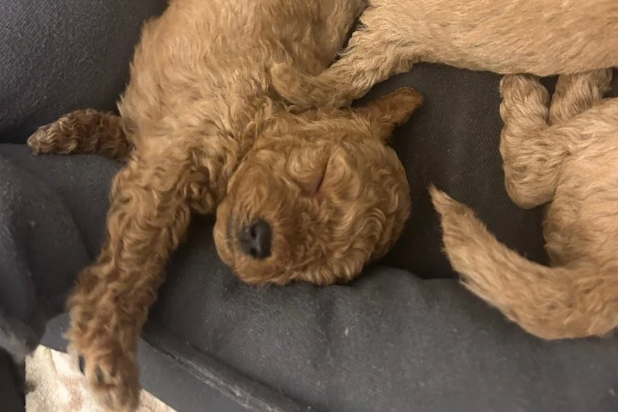 Safkan Red&Brown toy poodle yavruları 1