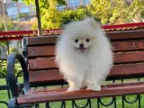 Teacup Kore Pomeranian Boo Fendi, Gelin Adaylarını Arıyor!!