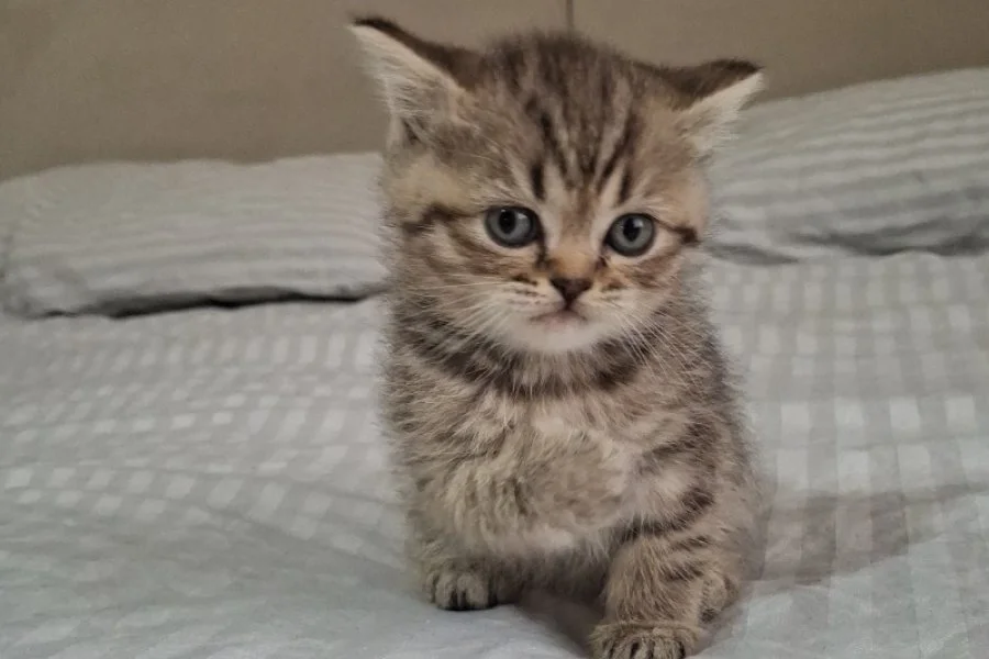 British shorthair Black golden taby 3