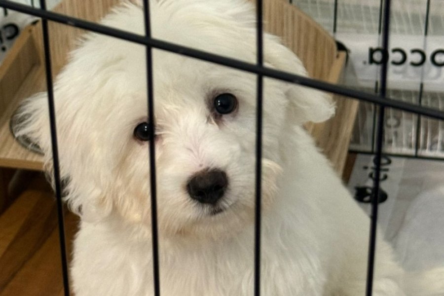 Sevimli Maltese Terrier Yavrumuza Yeni Yuva Arıyoruz 1
