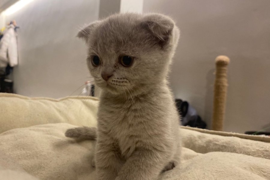 British Shorthair ve Scottish Fold Yavrularımız Yeni Ailelerini Arıyorlar 3