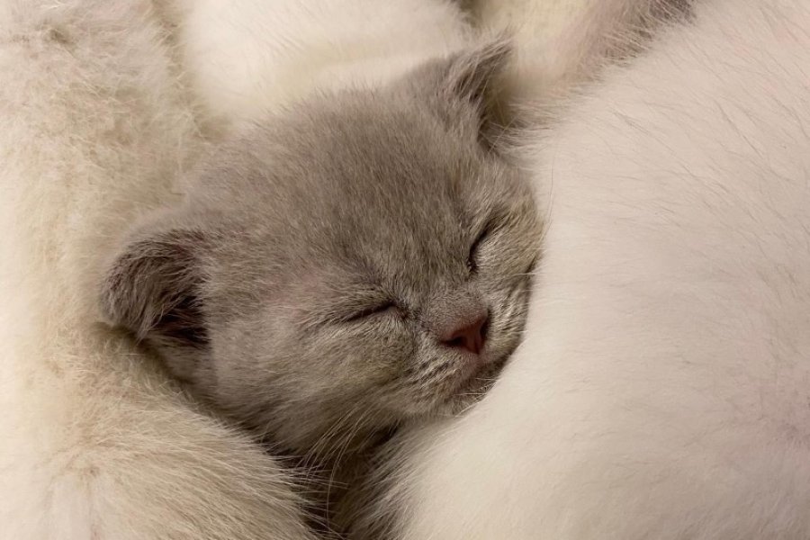 British Shorthair ve Scottish Fold Yavrularımız Yeni Ailelerini Arıyorlar 1