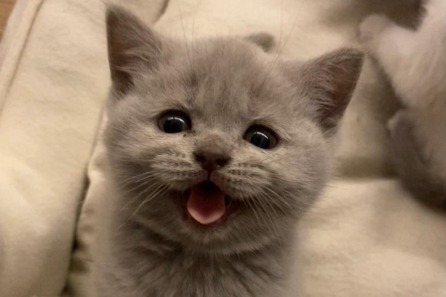 British Shorthair ve Scottish Fold Yavrularımız Yeni Ailelerini Arıyorlar 2