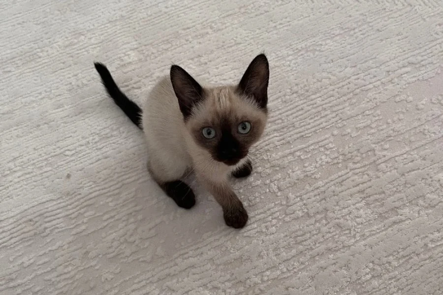 3 aylık erkek yavru 2