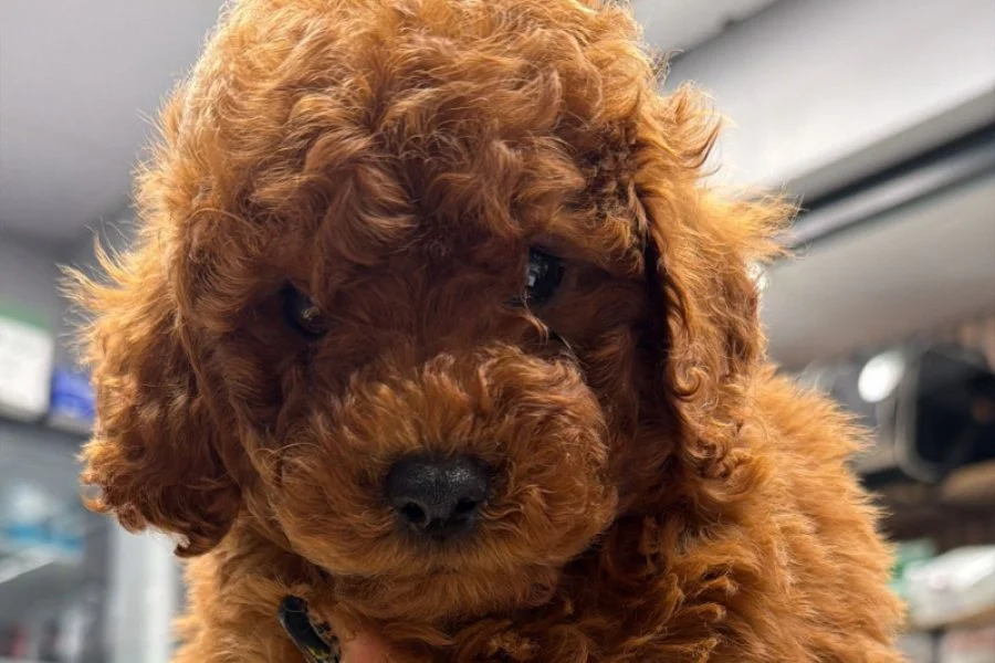 Saf 2.5 aylık toy poodle 2