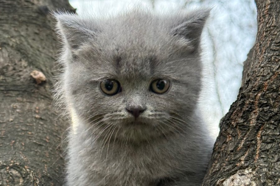 BRİTİSH SHORTHAİR 1