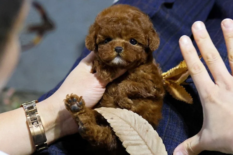 MAYA KIZIMIZIN MÜKEMMEL YAVRUSU TOY POODLE 3