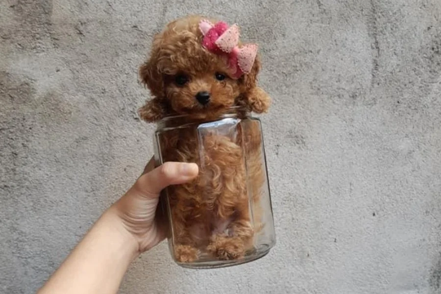 EN KÜÇÜK BOY TOY POODLE BEBEKLERİM 1