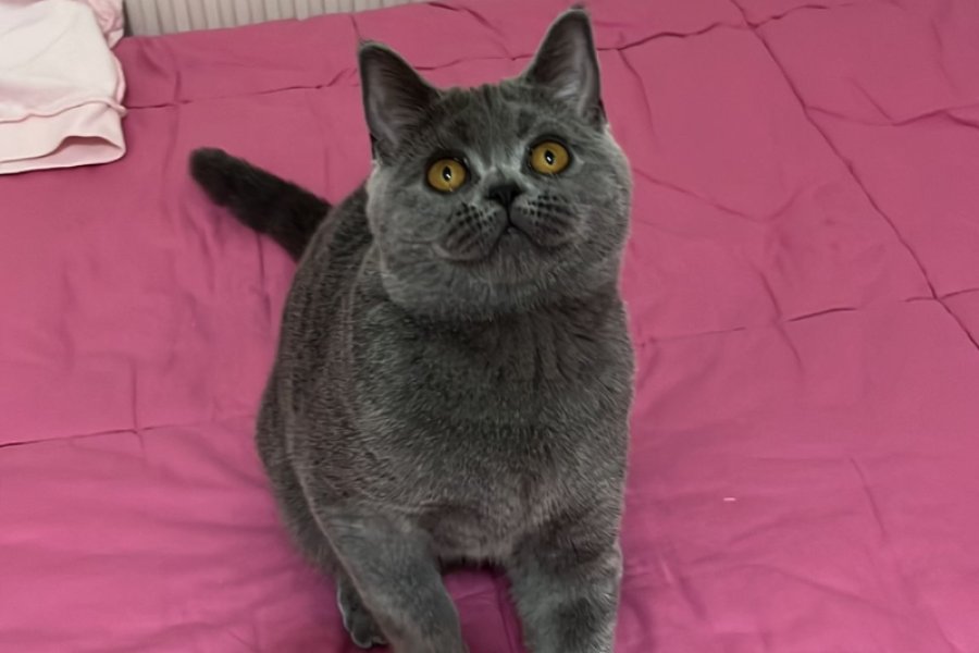 Sevimli British Shorthair dişi kızımın alerjisi var acil yuva arıyoruz 2