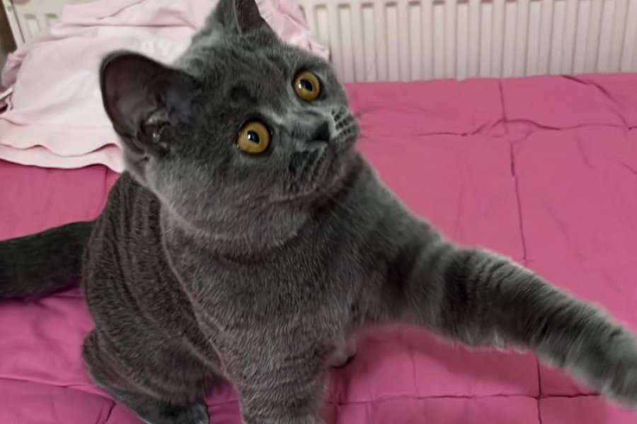 Sevimli British Shorthair dişi kızımın alerjisi var acil yuva arıyoruz 3