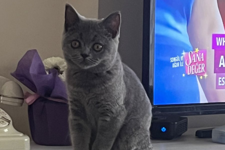 Sevimli British Shorthair dişi kızımın alerjisi var acil yuva arıyoruz 1