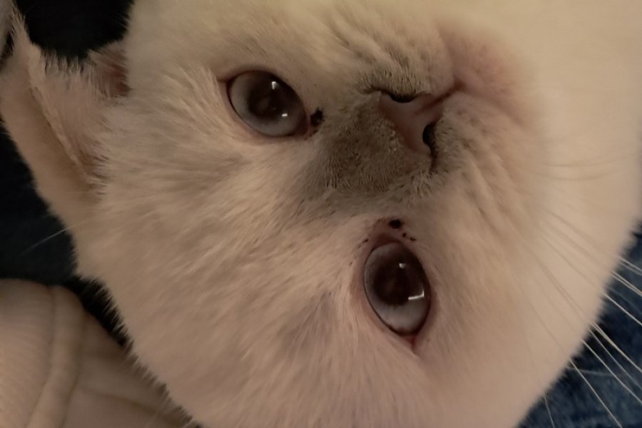 Dünyalar tatlısı scottish fold acil sahiplendirilmesi lazım 3