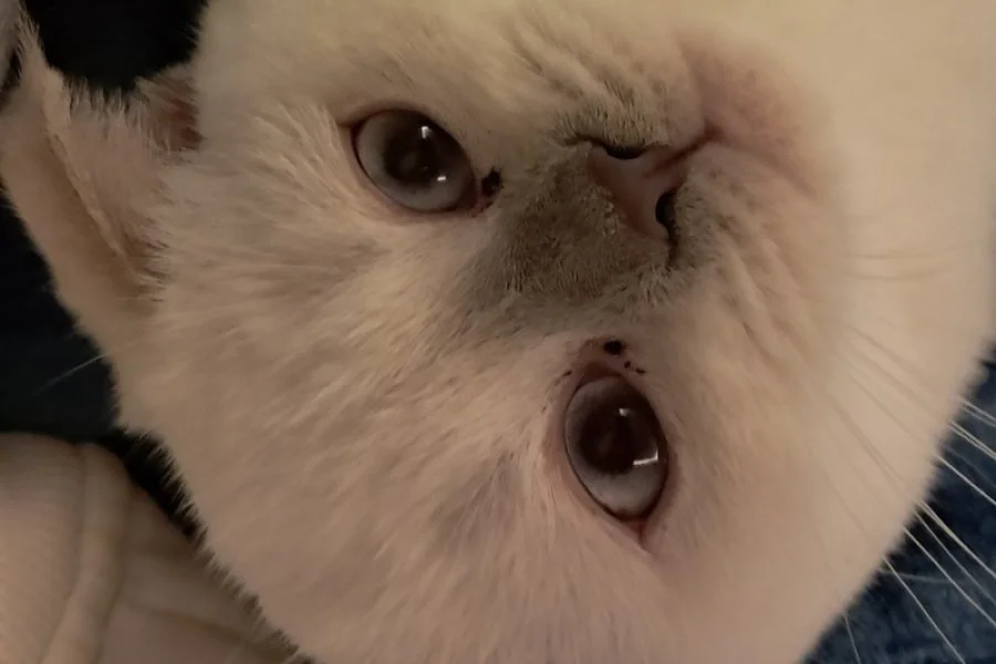 Dünyalar tatlısı scottish fold acil sahiplendirilmesi lazım 3